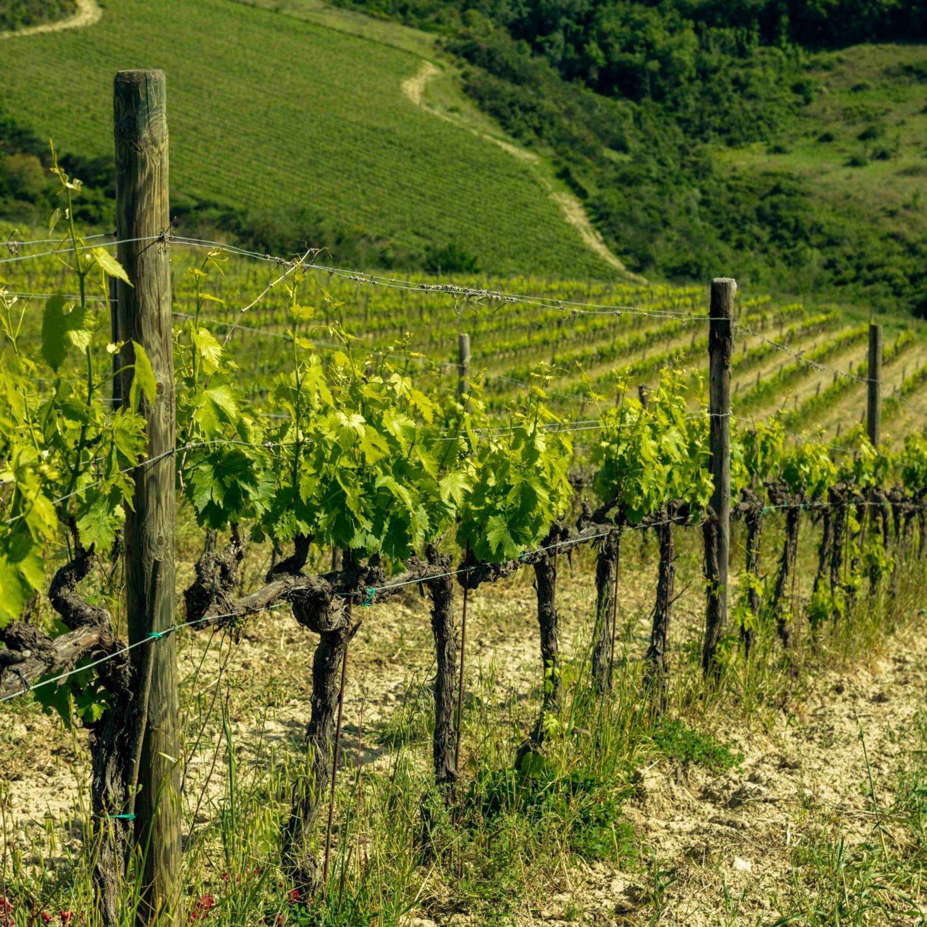 Agriturismo Poggio Il Castellare Montalcino Kültér fotó